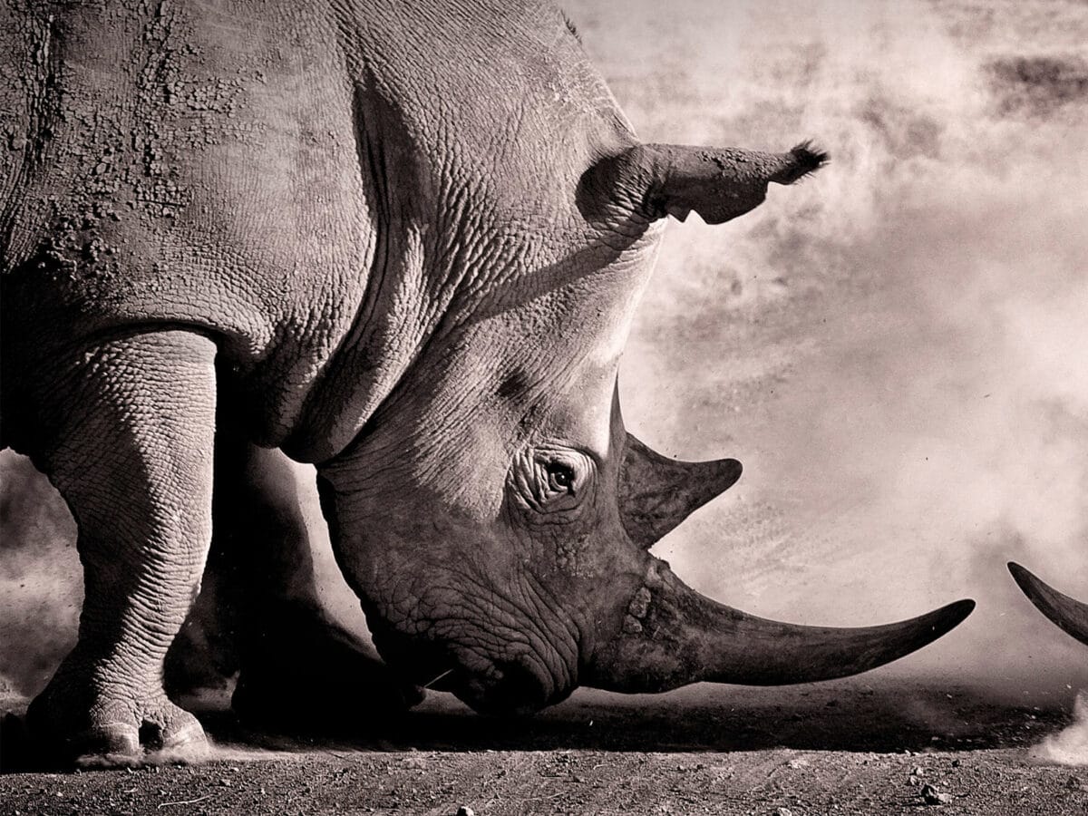 rhino