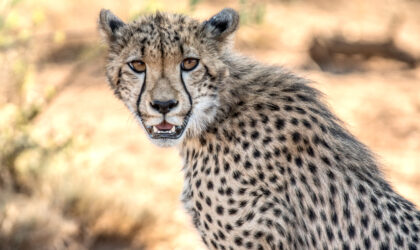 RockFig Lodge Cheetah
