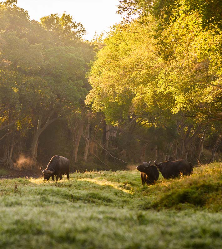 Mpilo Safari Lodge: A Key piece of Club Med’s allure to experience South Africa 3