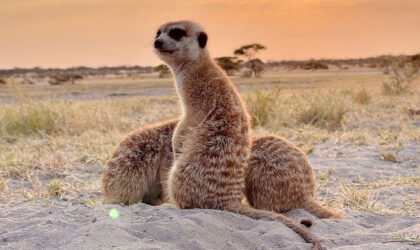 Mhondoro Overland Safaris