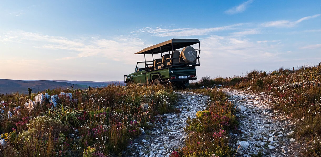 A safari of small things